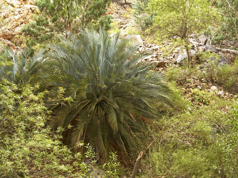 Ellery Creek